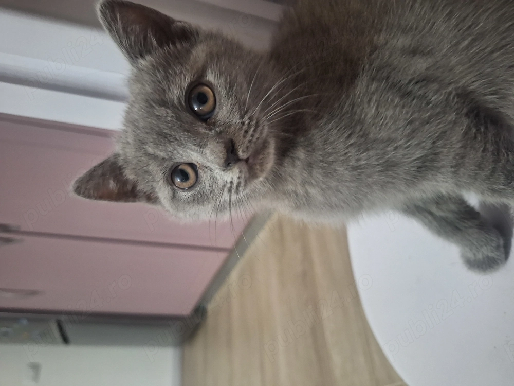 Fetiță British shorthair 