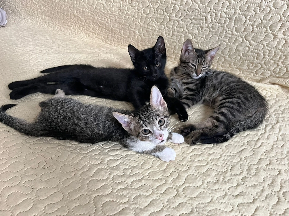 Trei puisori de pisica spre adoptie
