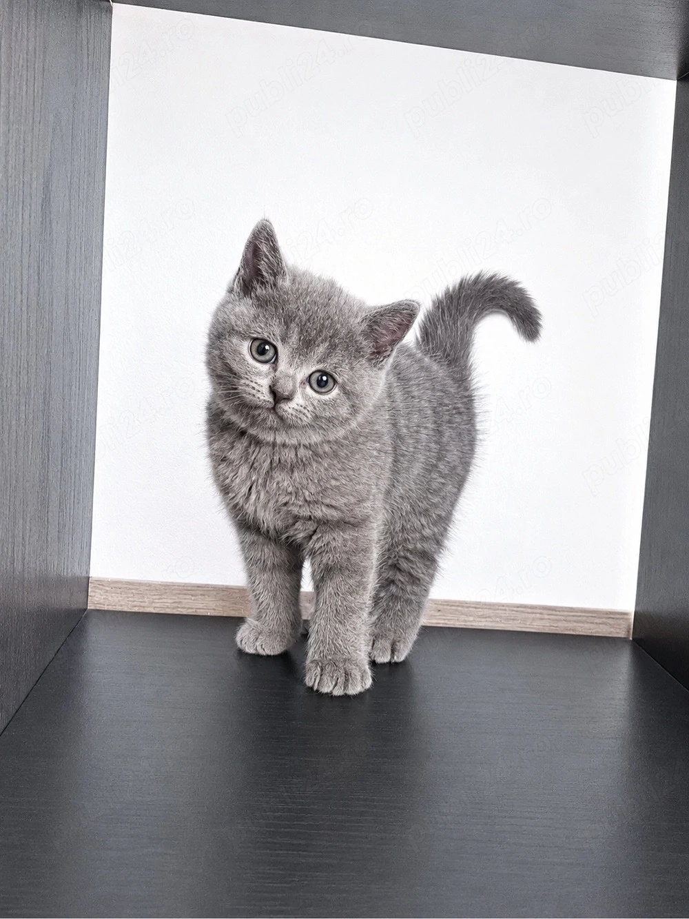British Shorthair Blue