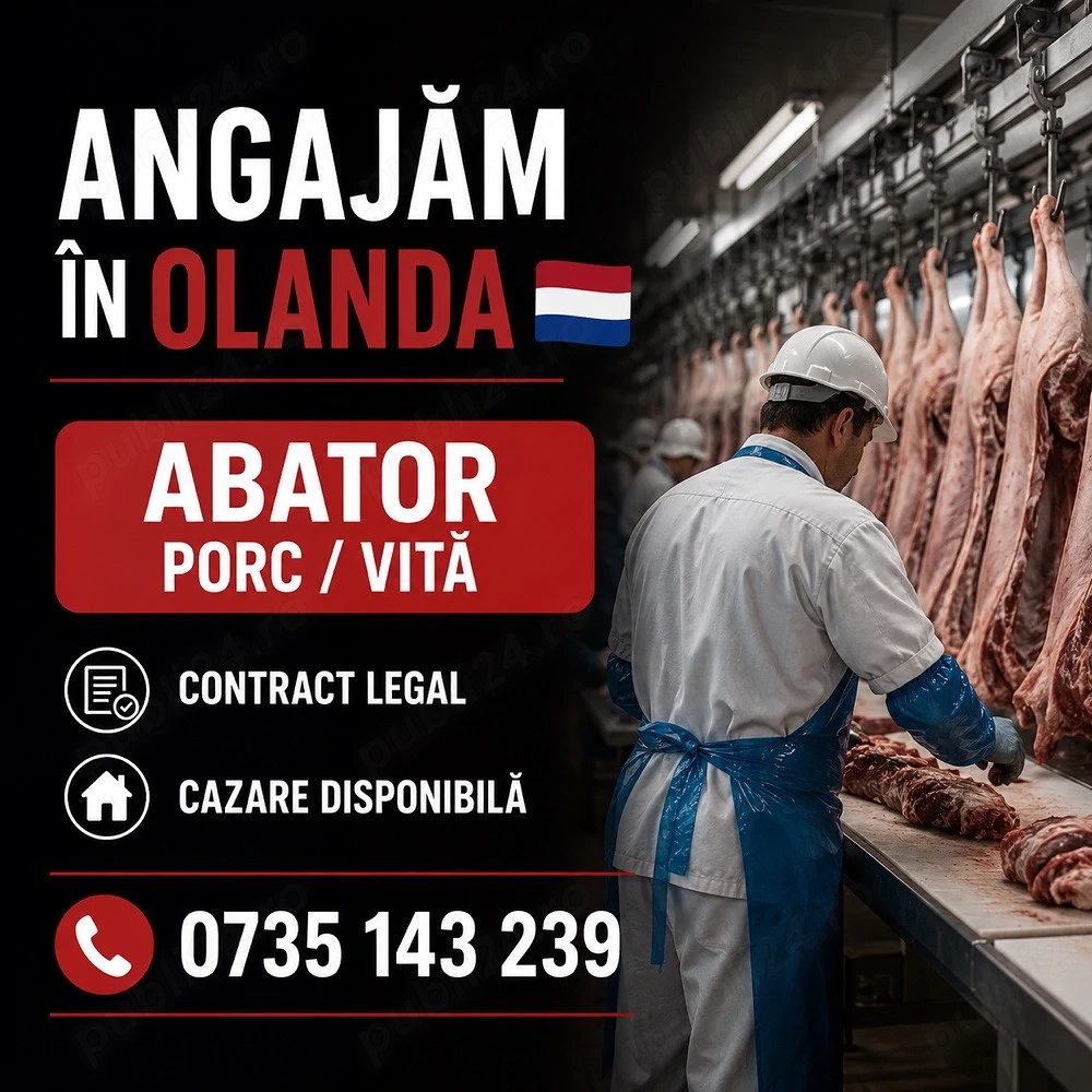     Angajam personal abator porc vita in Olanda