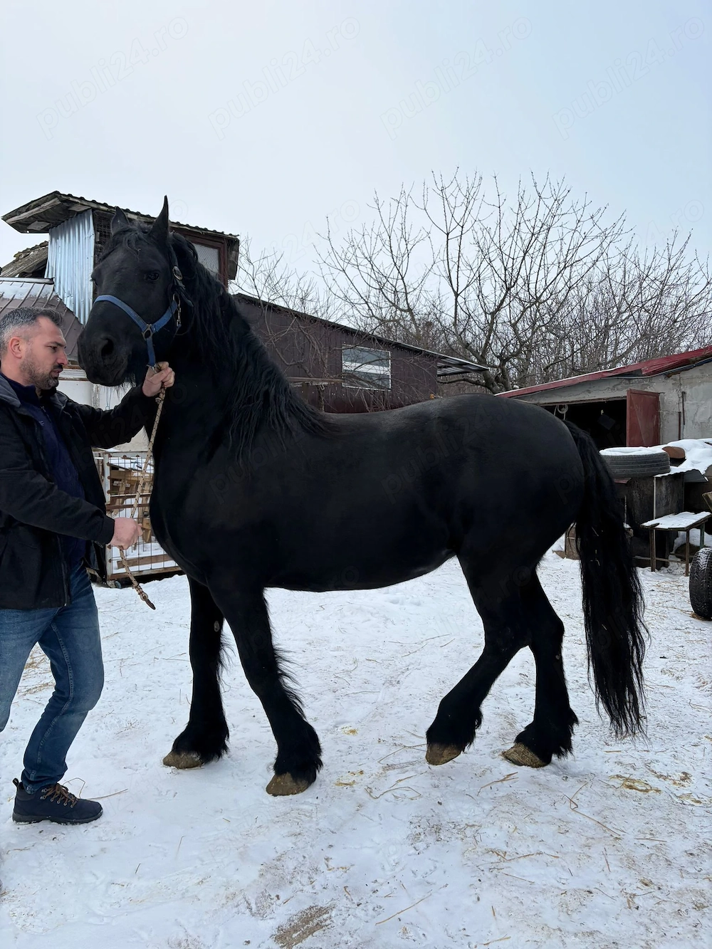 Cal Frizian cu pedigree din Olanda