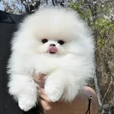Catei Pomeranian Toy de vanzare|Pufosi|Factura|Garantie|Microcip|Carnet-Transport GRATUIT la Iasi
