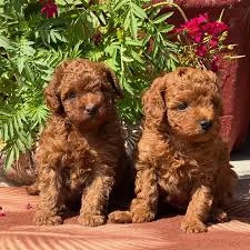 Poodle TOY Rasa pura-Caniche Pitic talie mica-Factura-Garantie-Microcip-Carnet-TRANSPORT GRATUIT