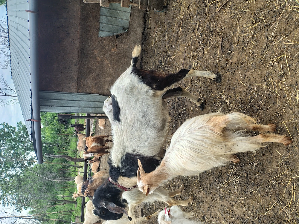 Țap anglonubian de vanzare