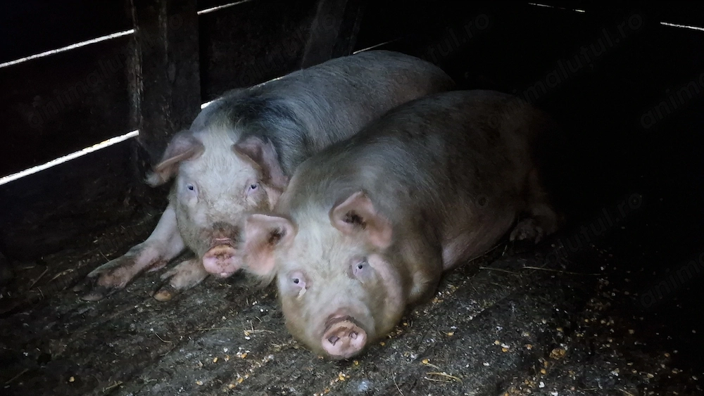 Porc doi vanzare 