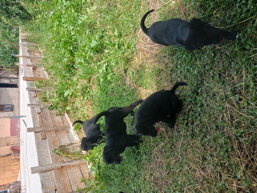 Donez căței din mamă labrador 