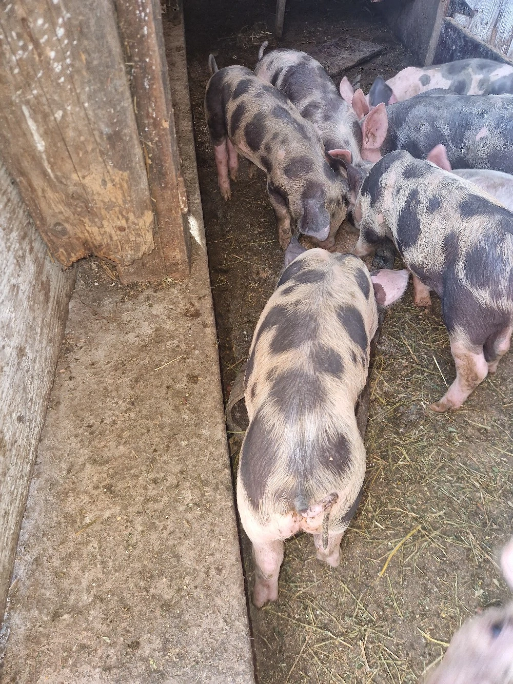 vand purcei pietrani 
