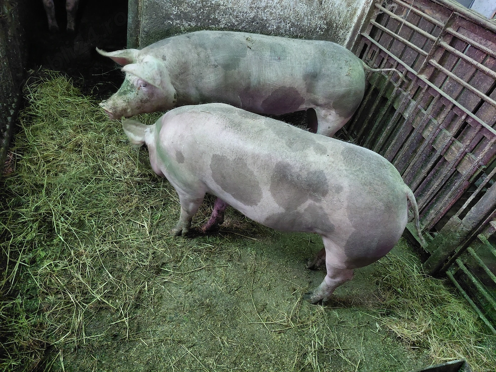 De vânzare porci rasa pietrain