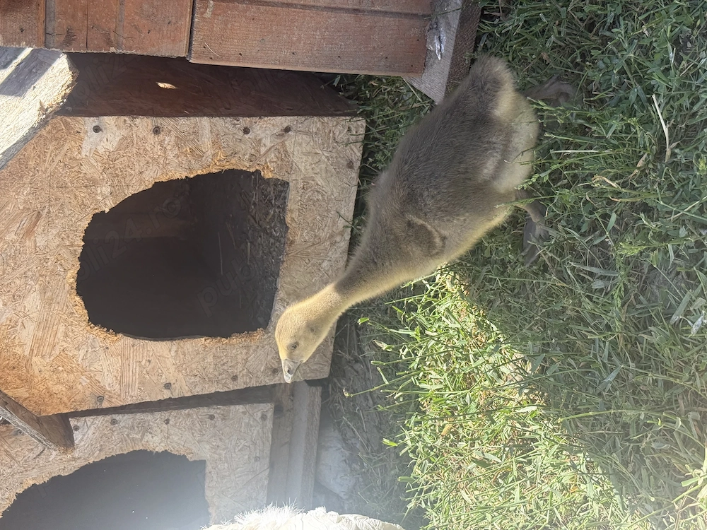 Boboci gasca americana