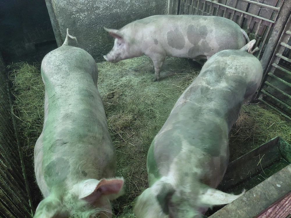 De vânzare porci rasa pietrain 