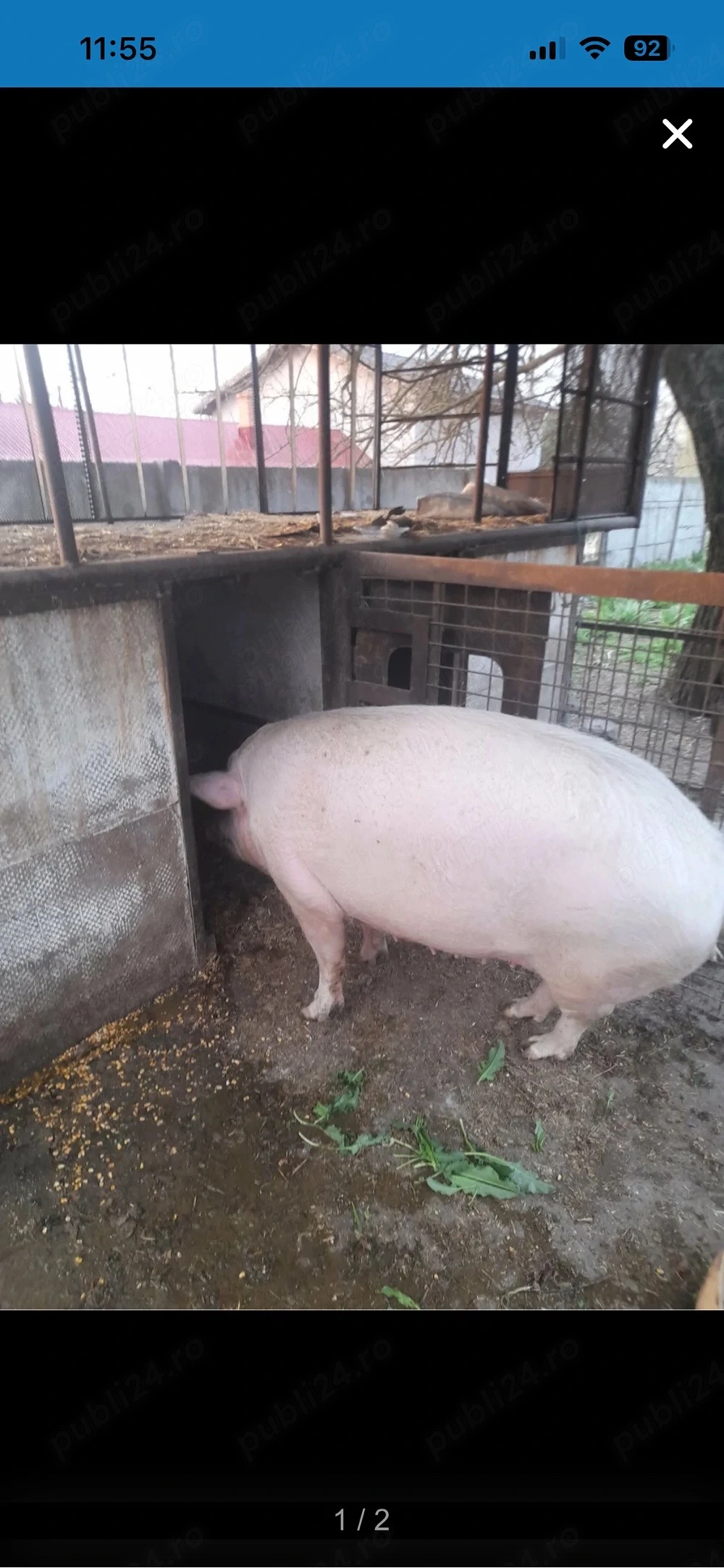 300 KG!! PURCEA de vanzare!!