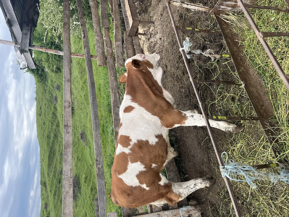 Vând viței sugari și întercati