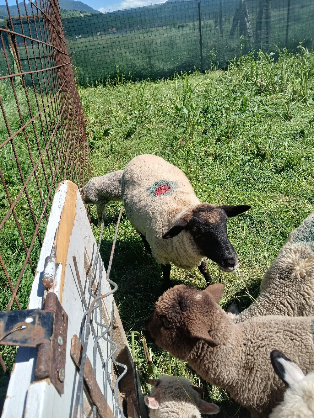 mioare suffolk de vânzare 