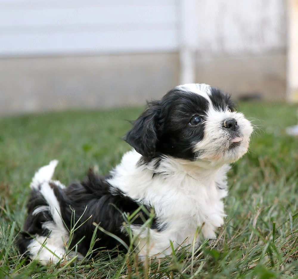 Mascul Bichon havanez