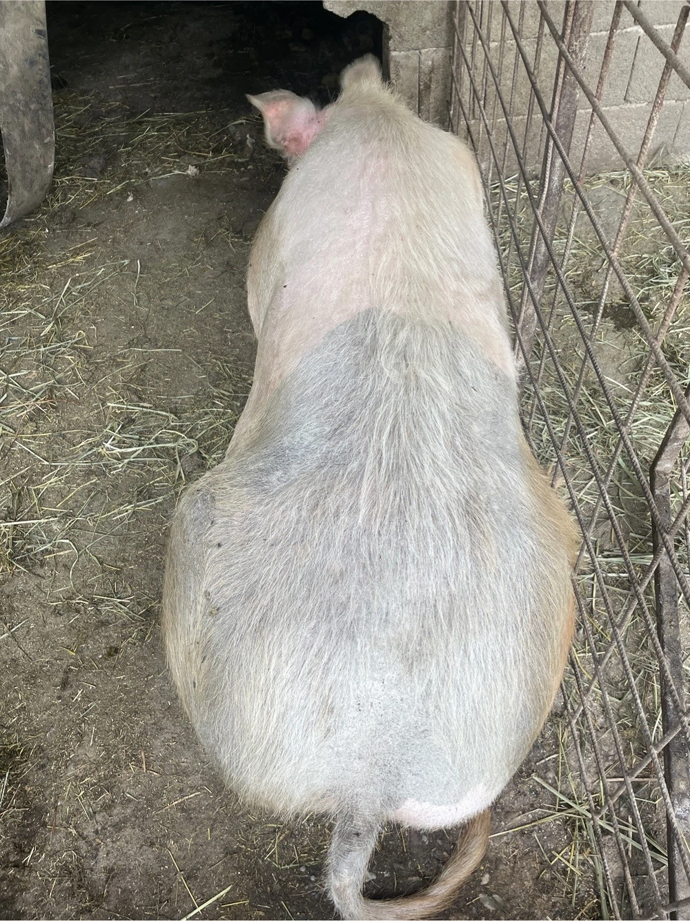 vand scroafa 2 ani peste 250 de kg
