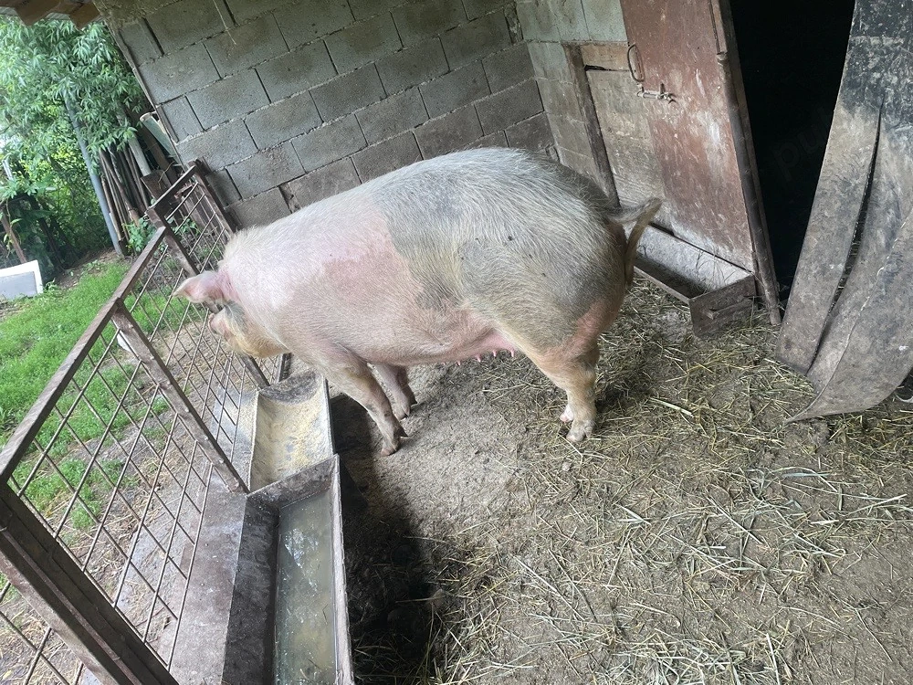 vand scroafa 2 ani peste 250 de kg