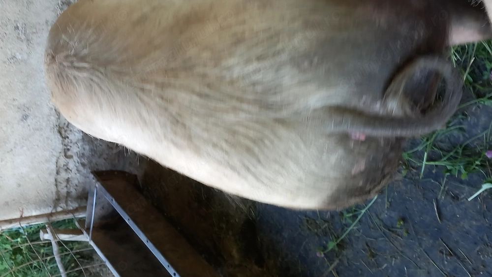 Porc la alegere, preț de la mic la mare
