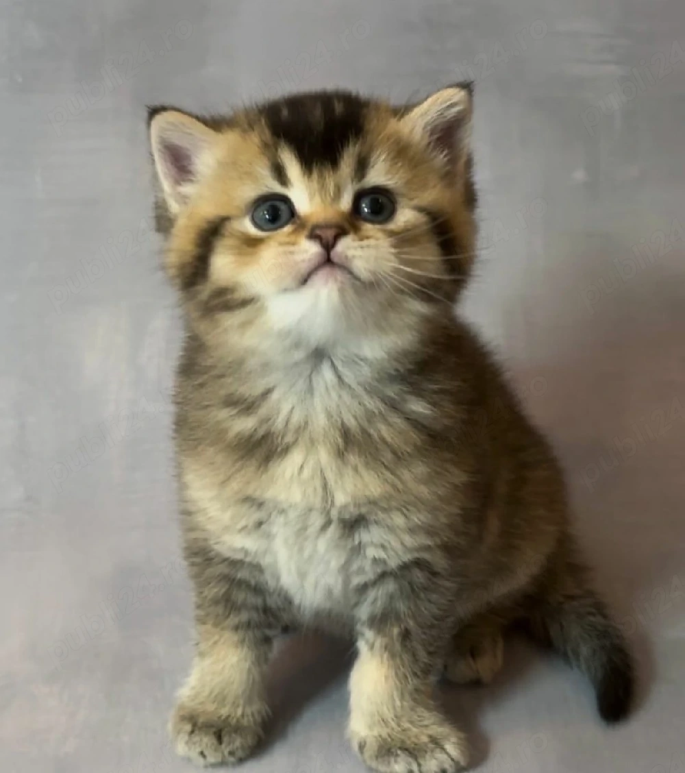 British Shorthair Chinchilla Golden Black 