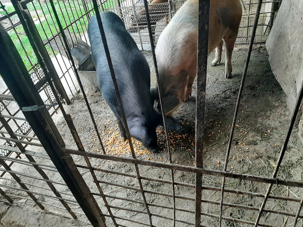 Vand porci aprox. 125-130 kg crescuti in gospodarie - pret 12.5 lei