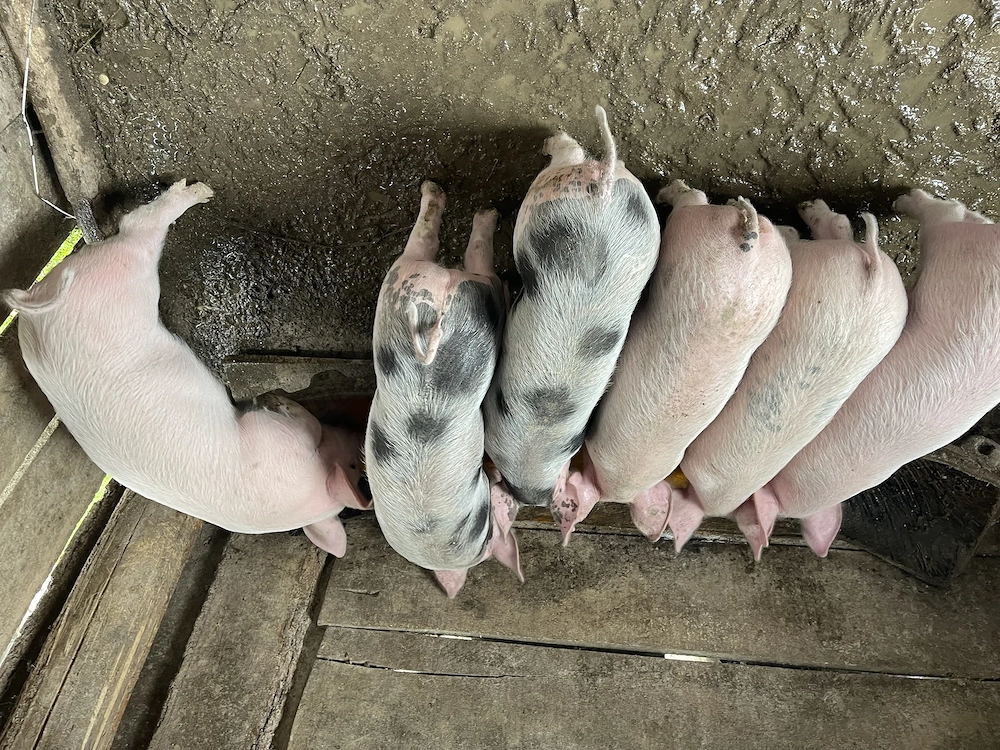 Purceii de vânzare 