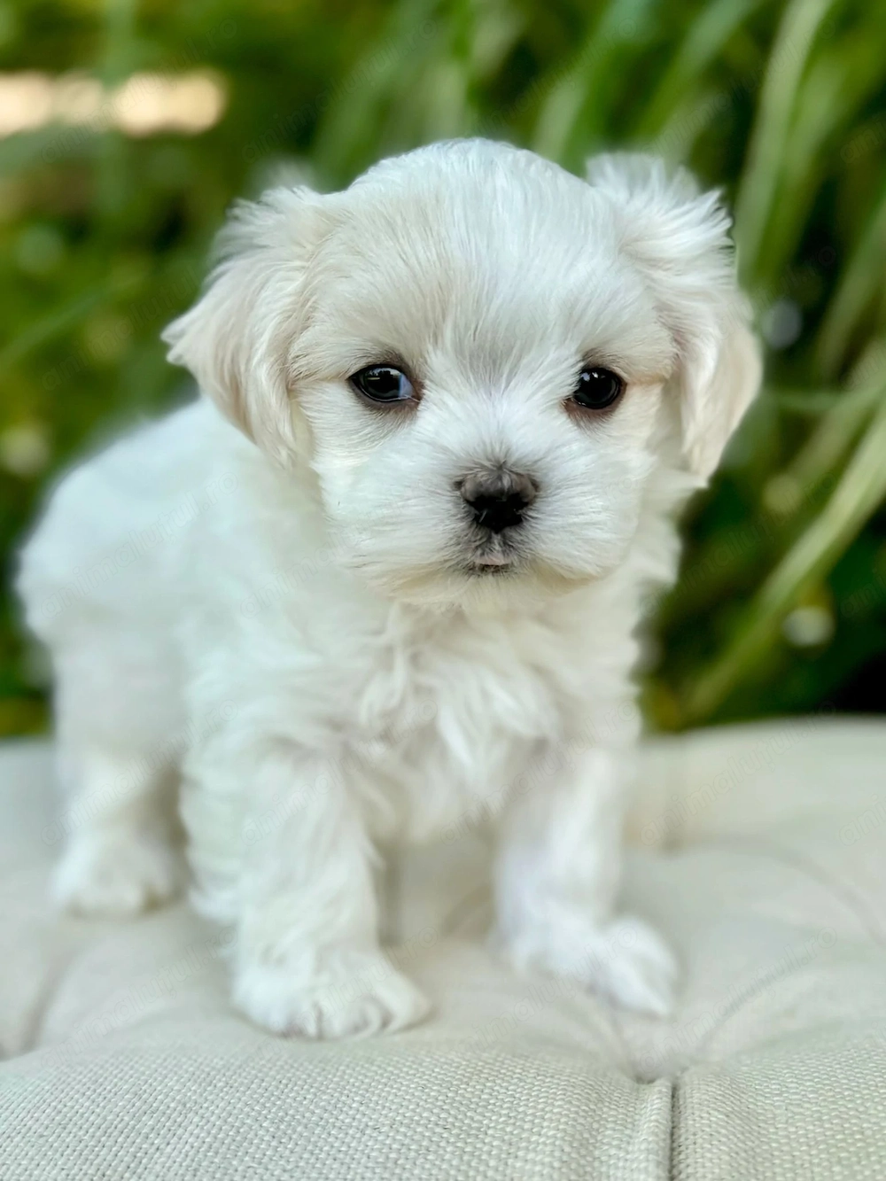 Bichon maltez superbi
