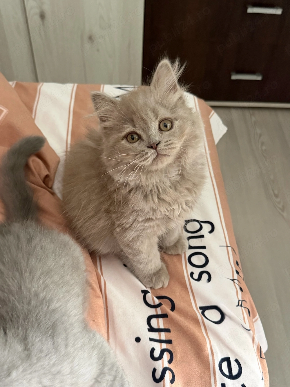 British Shorthair și longhair 