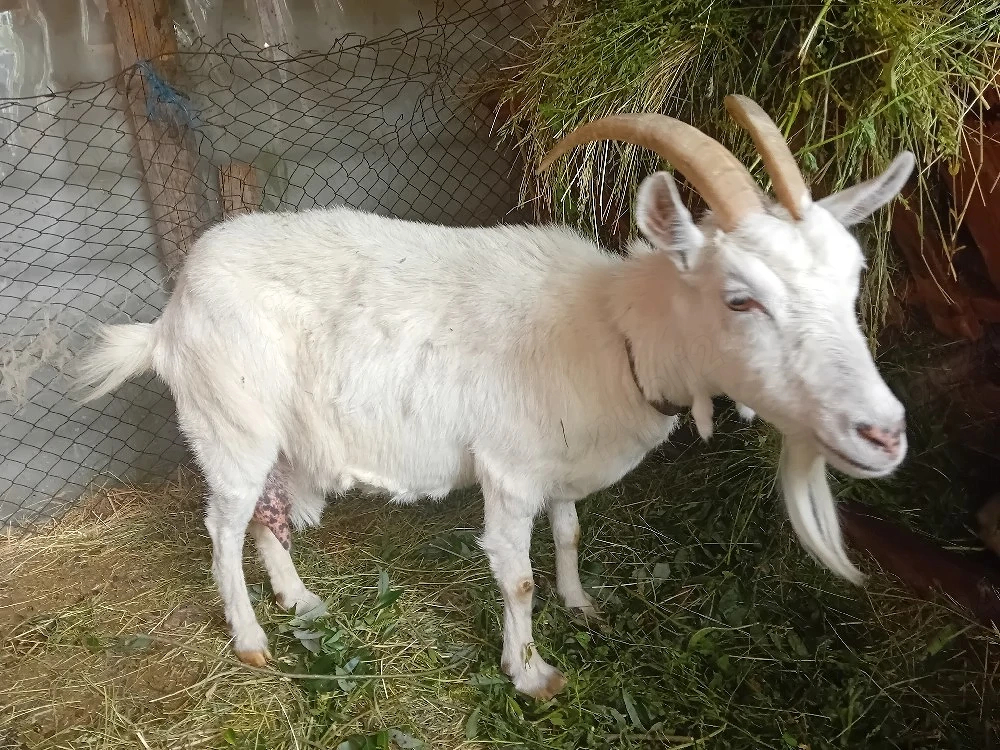 Capre de vânzare