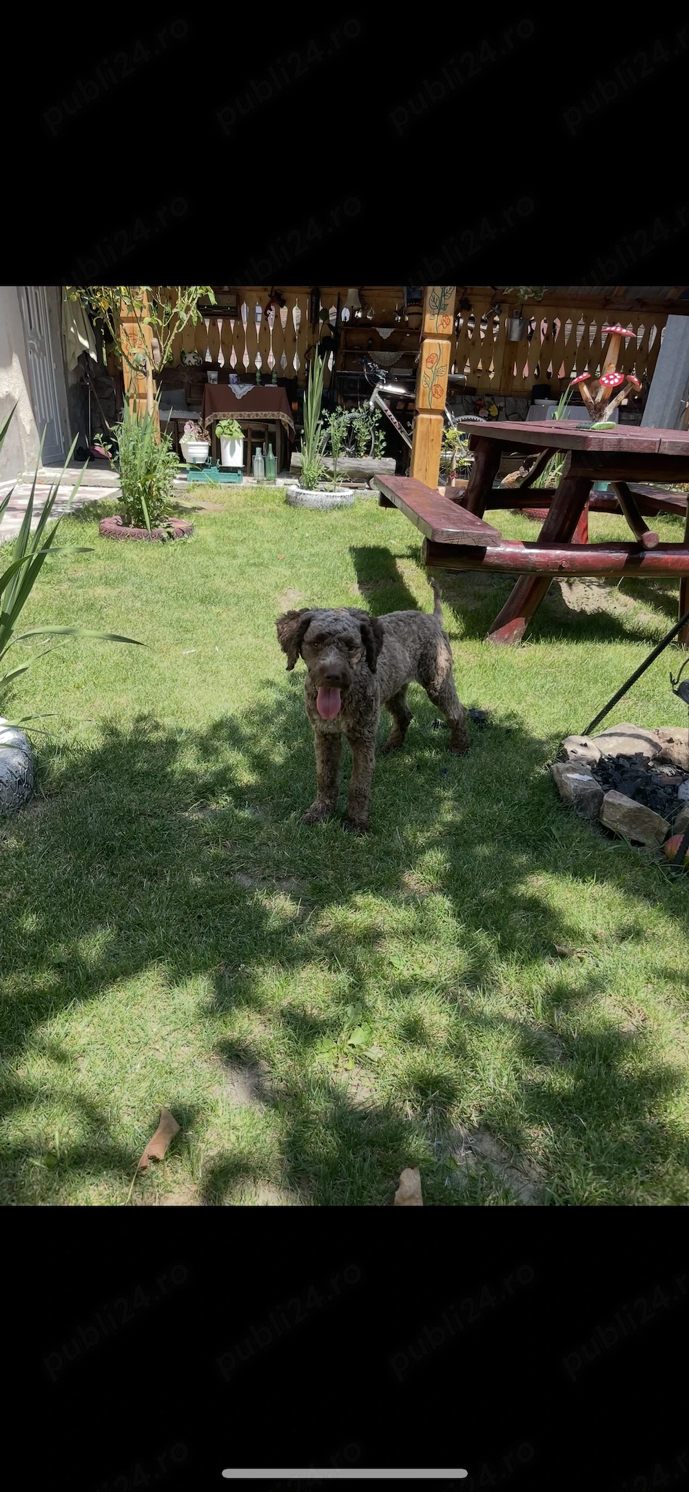 Câin Lagotto Romangolo 