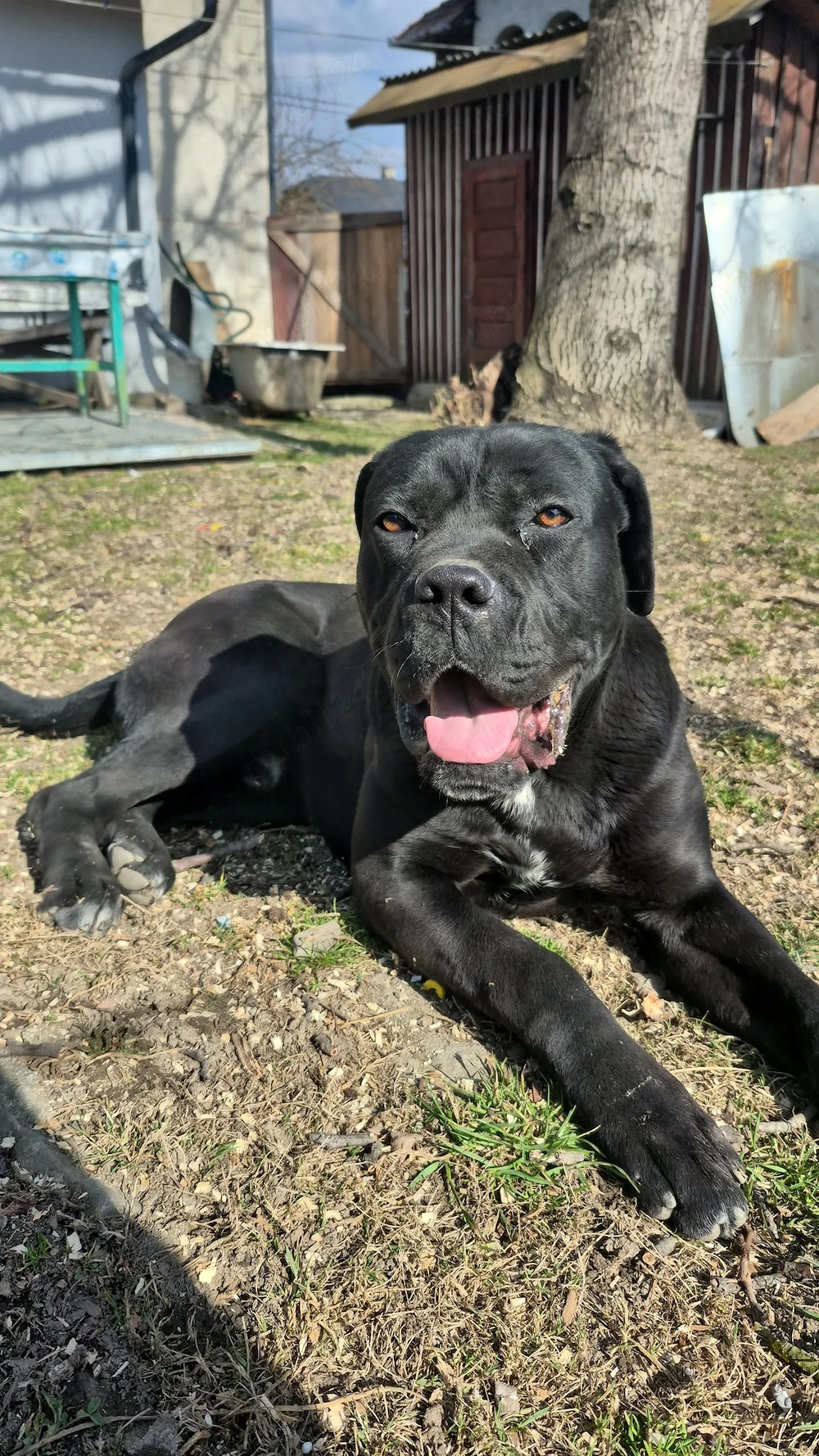 Vând cane corso 1 an 