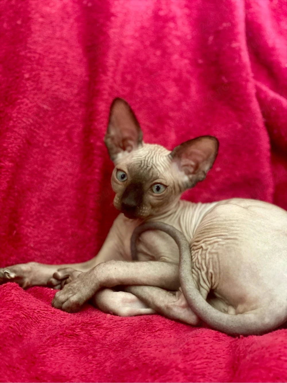 Sfinx Sphynx