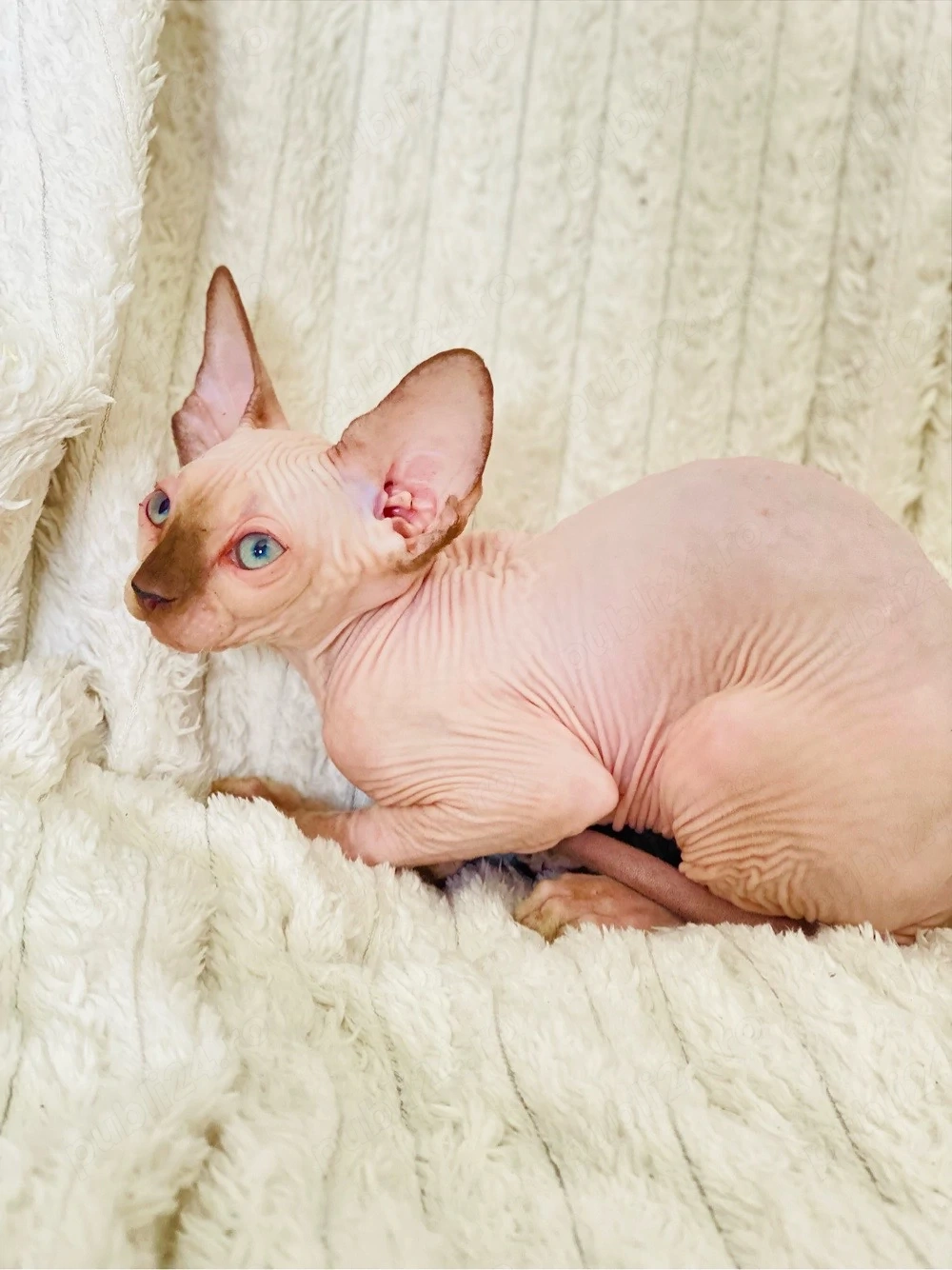 pisicute Sfinx Sphynx