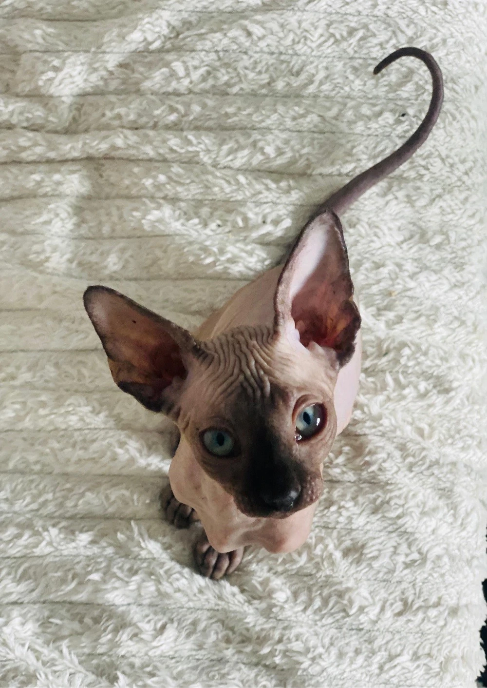 Motanei si pisicute Sphynx Sfinx