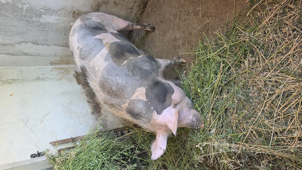 Vand 2 porci pietrean sau schimb pe lemne   cereale