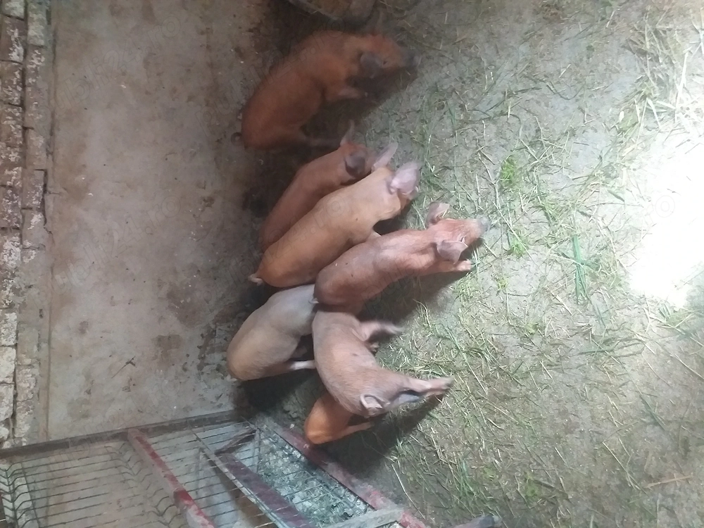 Vând șapte purcei de zece săptămâni cu 400 de lei bucata