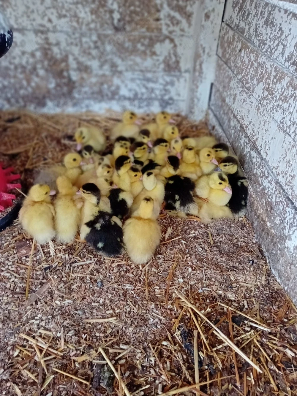 Vând pui de rață mută!