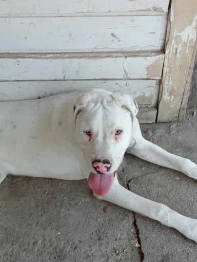Vand catei din Rasa Dog Argentinian