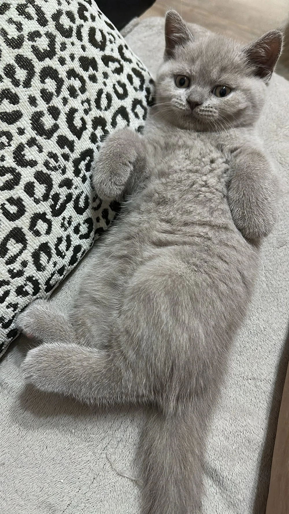 Ofer spre vânzare 2 fetițe British Shorthair