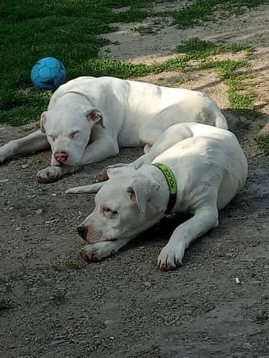 Vand catei din Rasa Dog Argentinian