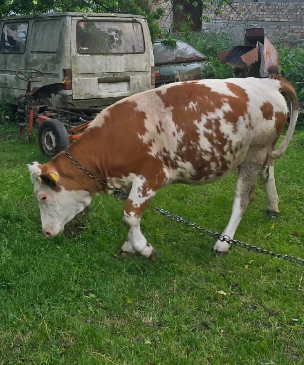 Vand vaca   juninca Baltata Romaneasca
