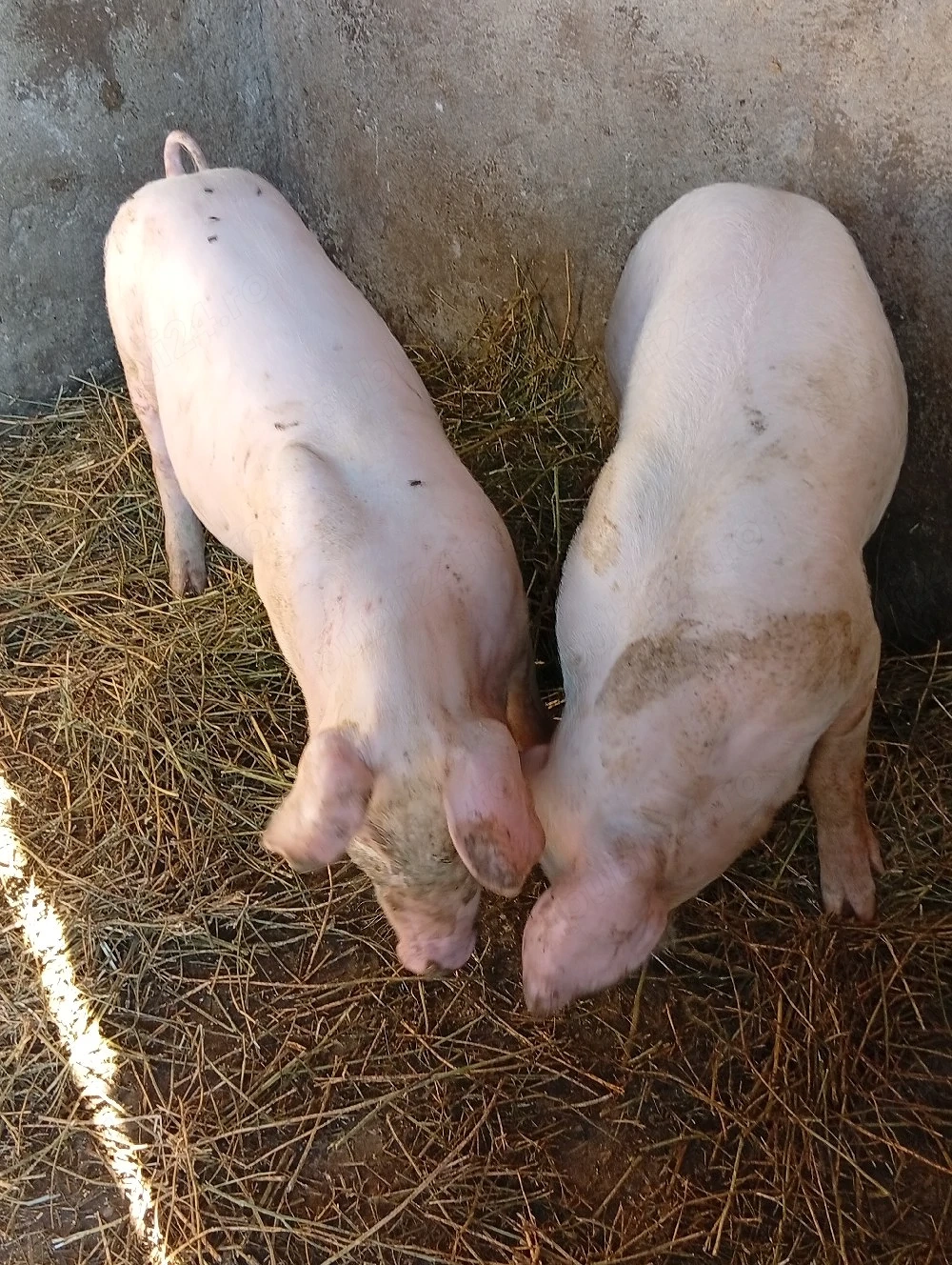 porci de vezare