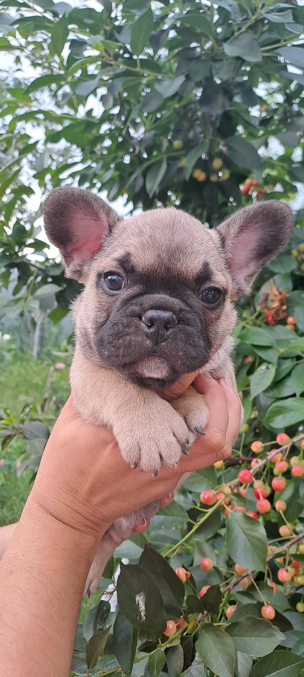 Bulldog Francez