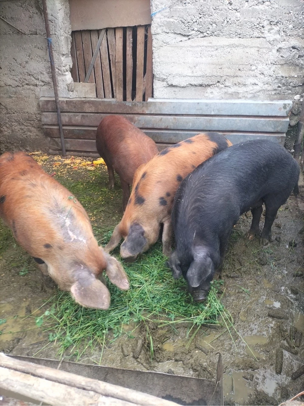 Vând porci de carne între160 170 kg preț 12 lei kg