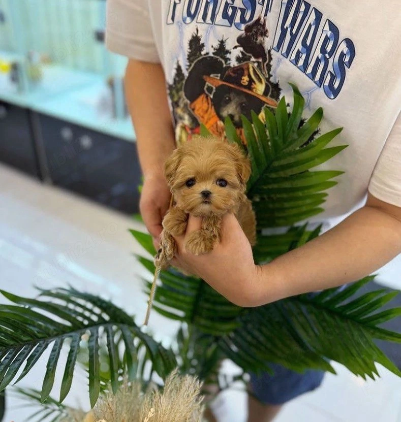 Maltipoo Pudel Poodle Mini Toy tea cup 