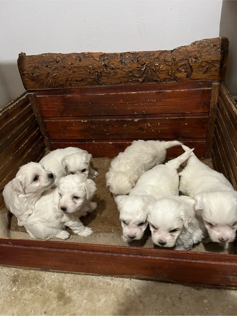 Bichon Frisé   pui de rasă, sănătoși și bine îngrijiți
