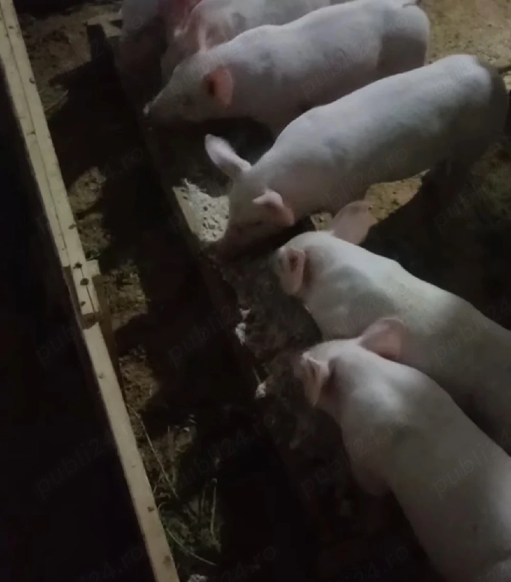 vand porci  