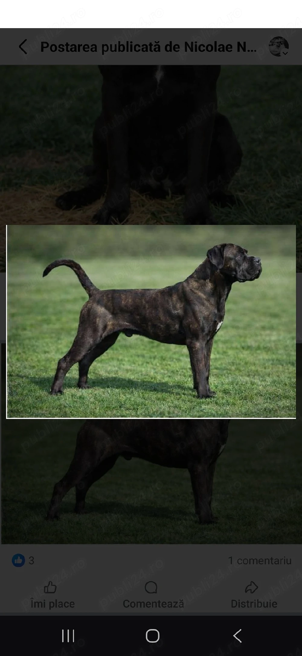 Puiut Cane Corso 