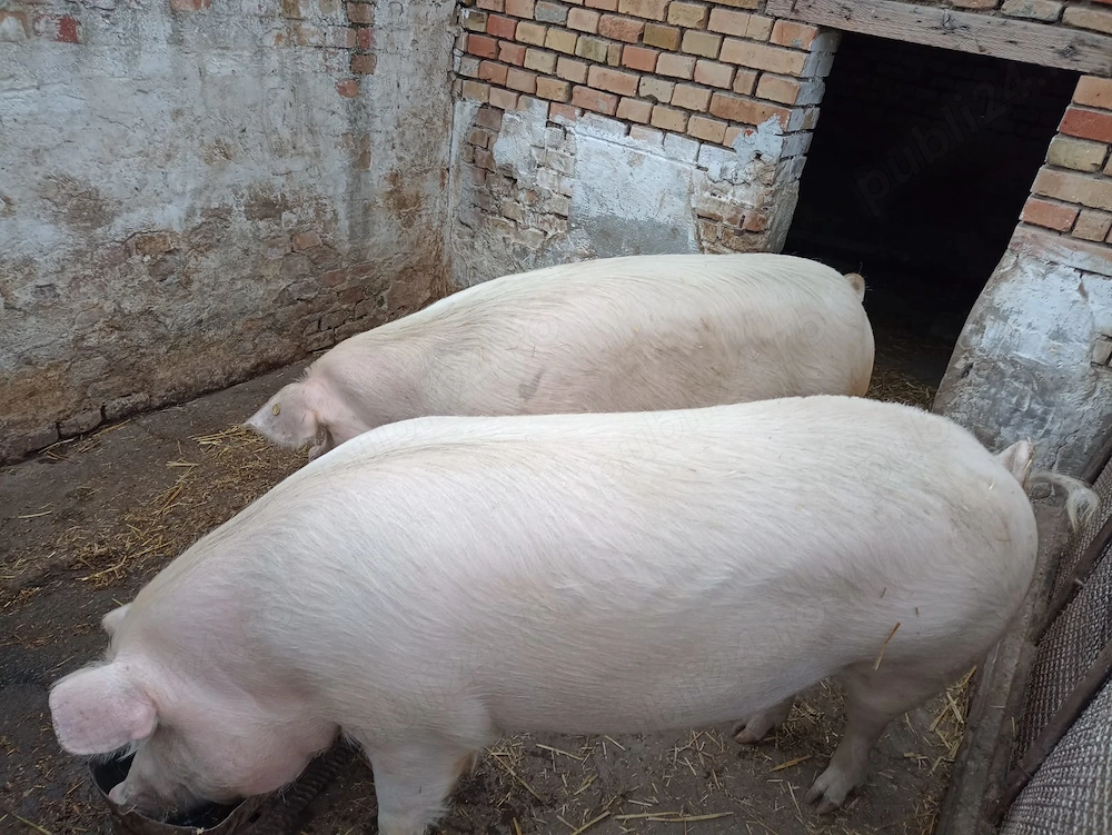 Porci de vânzare