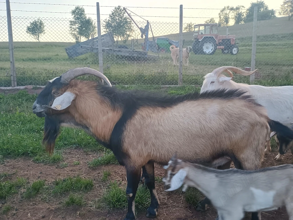 Vând țap anglo-nubian