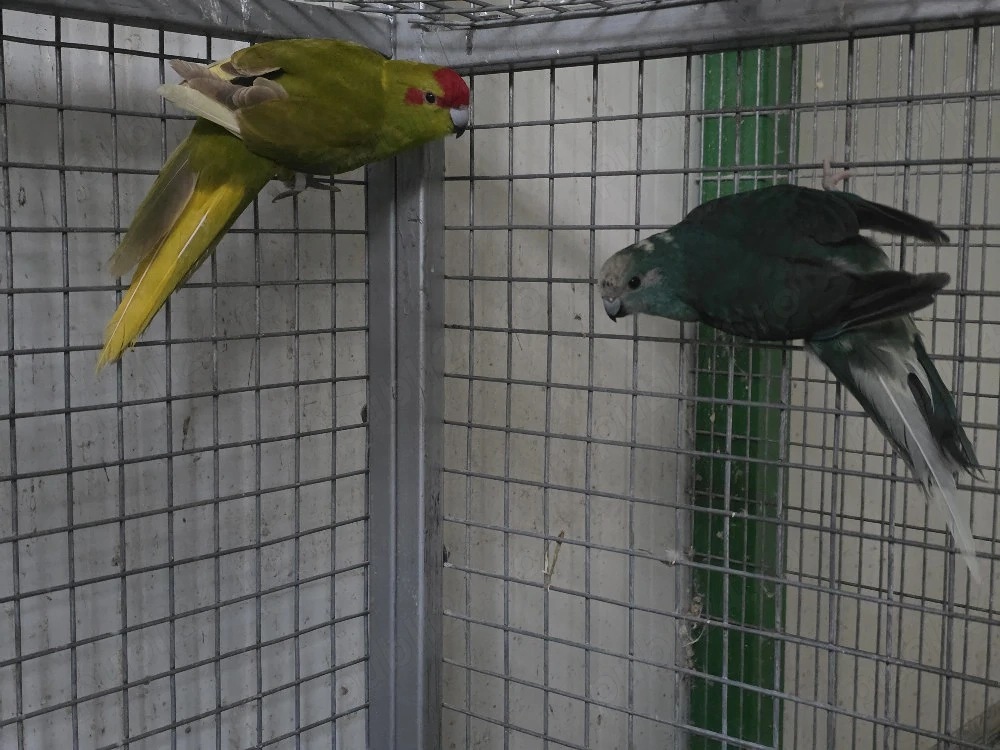papagali nimfa kakariki rosella micul alexandru