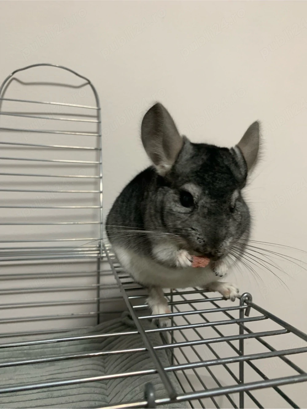 vand chinchilla mascul 